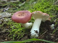 Russula velenovskyi