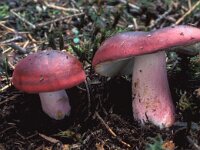Russula xerampelina, Shrimp Mushroom