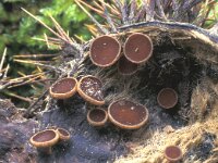 Rutstroemia echinophila