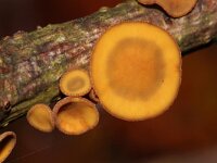 Rutstroemia firma 4, Eikentakstromakelkje, Saxifraga-Foto Fitis-Sytske Dijksen