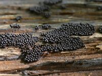 Ruzenia spermoides 2, Stronkruigkogeltje, Saxifraga-Luuk Vermeer