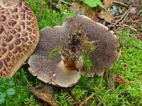 Sarcodon imbricatus 3, Geschubde stekelzwam. Saxifraga-Hans Grotenhuis