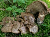 Sarcodon scabrosus 2, Blauwvoetstekelzwam, Saxifraga-Lucien Rommelaars
