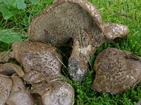 Sarcodon scabrosus 3, Blauwvoetstekelzwam, Saxifraga-Lucien Rommelaars