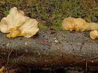Sarcomyxa serotina 3, Groene schelpzwam, Saxifraga-Lucien Rommelaars