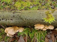 Sarcomyxa serotina 4, Groene schelpzwam, Saxifraga-Lucien Rommelaars