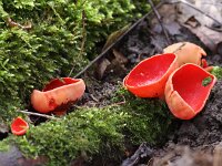 Sarcoscypha austriaca