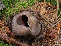 Sarcosphaera coronaria, Violet Crowncup