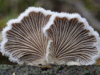 Schizophyllum commune 24, Waaiertje, Saxifraga-Luuk Vermeer