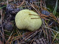 Scleroderma citrinum 18, Gele aardappelbovist, Saxifraga-Roel Meijer  Common Earthball fungus (Scleroderma citrinum, synoniem: Scleroderma aurantium) : autumn, autumnal, Common Earthball, earth ball, earthball, fungi, fungus, growth, mushroom, mushrooms, natural, nature, Scleroderma aurantium, Scleroderma citrinum, yellow