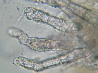 Scopuloides hydnoides 3, Wastandjeszwam, Micro, Saxifraga-Lucien Rommelaars