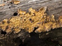 Stereum hirsutum 9, Gele korstzwam, Saxifraga-Willem van Kruijsbergen