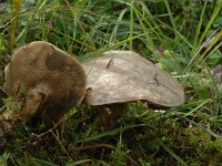 Suillus viscidus 2, Grauwe ringboleet, Saxifraga-Jan van der Straaten