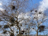 Taphrina betulina 2, Berkenheksenbezem, Saxifraga-Ed Stikvoort