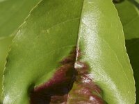 Taphrina farlowii 3, Vogelkersbladblaasje, Saxifraga-Willem van Kruijsbergen