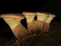 Tapinella atrotomentosa 10, Zwartvoetkrulzoom, Saxifraga-Foto Fitis-Sytske Dijksen