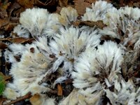 Thelephora penicillata