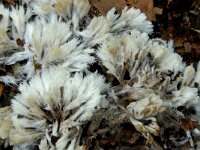 Thelephora penicillata 3, Penseelfranjezwam, Saxifraga-Lucien Rommelaars