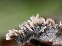 Thelephora penicillata 5, Penseelfranjezwam, Saxifraga-Luuk Vermeer