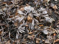 Thelephora penicillata 7, Penseelfranjezwam, Saxifraga-Luuk Vermeer