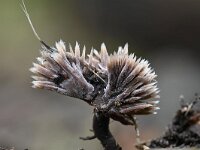 Thelephora penicillata 8, Penseelfranjezwam, Saxifraga-Luuk Vermeer