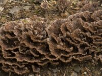 Thelephora terrestris