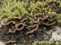 Thelephora terrestris 9, Gewone franjezwam, Saxifraga-Willem van Kruijsbergen