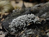 Thelophora anthocephala