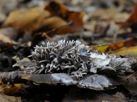 Thelephora anthocephala 2, Gespleten franjezwam, Saxifraga-Luuk Vermeer