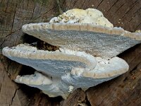 Trametes gibbosa