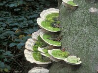 Trametes gibbosa 2, Witte bultzwam, Saxifraga-Jan de Laat