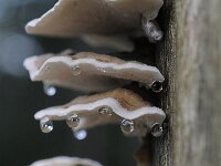 Trametes versicolor 24, Gewoon elfenbankje, Saxifraga-Luuk Vermeer