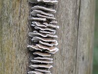 Trametes versicolor 25, Gewoon elfenbankje, Saxifraga-Luuk Vermeer