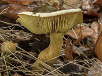 Tricholoma sulphureum 10, Narcisridderzwam, Saxifraga-Willem van Kruijsbergen