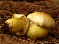 Tricholoma sulphureum 2, Narcisridderzwam, Saxifraga-Jan van der Straaten