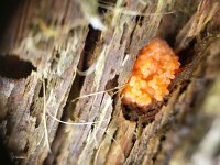 Tubifera arachnoidea