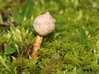 Tulostoma brumale 2, Gesteelde stuifbal, Saxifraga-Foto Fitis-Sytske Dijksen