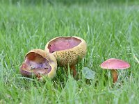 Xerocomus rubellus 2, Rode boleet, Saxifraga-Luuk Vermeer