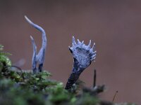 Xylaria hypoxylon 18, Geweizwam, Saxifraga-Luuk Vermeer