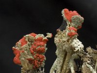 Cladonia coccifera 5, Rood bekermos, Saxifraga-Willem van Kruijsbergen