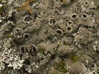 Parmelia saxatilis 5, Blauwgrijs steenschildmos, Saxifraga-Willem van Kruijsbergen