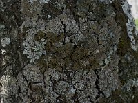 Pleurosticta acetabulum 5, Olijfschildmos, Saxifraga-Willem van Kruijsbergen