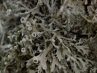 Anaptychia ciliaris 5, Wimpermos, Saxifraga-Willem van Kruijsbergen