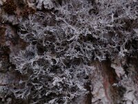 Anaptychia ciliaris 6, Wimpermos, Saxifraga-Willem van Kruijsbergen