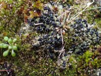 Bacidia bagliettoana