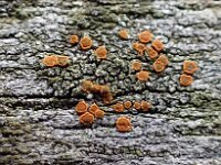 Blastenia ferruginea