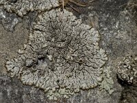 Brodoa intestiniformis 10, Saxifraga-Willem van Kruijsbergen