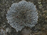 Brodoa intestiniformis 6, Saxifraga-Willem van Kruijsbergen