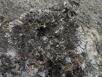 Brodoa intestiniformis 8, Saxifraga-Willem van Kruijsbergen