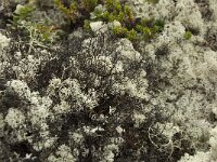 Bryocaulon divergens